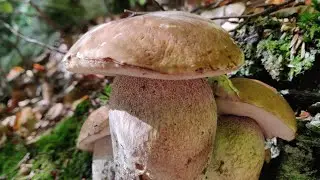 Гриби Карпат 