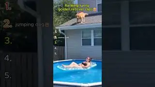 FUNNY GOLDEN RETRIVER CLIPS😂 #dog #dogs #funny #shorts #goldenretriever #clips #doglife