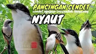 SUARA Cendet gacor AMPUH buat PANCINGAN CENDET agar NYAUT EMOSI