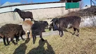 Койдун козусу чычкактап калыптыр эми эмне болот??🚨🚨🚨🤮🤮🤮🤮 #кыргызстан 