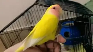 best parrot for home as a birds | best pet birds for apartments | best pet birds for home