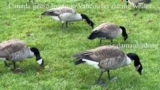 Canada geese living in Vancouver during winter