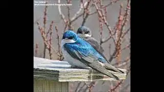 She&rsquo;s Like the Swallow &ndash; Piano Accompaniment (lyrics in description)