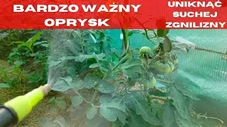 Jak uzupełnić niedobory wapnia u pomidorów?  Zapobieganie suchej zgniliźnie wierzchołkowej