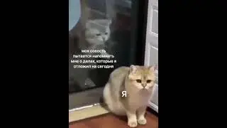 я и моя совесть. Me and my conscience. #cat #funny #кот #настроение