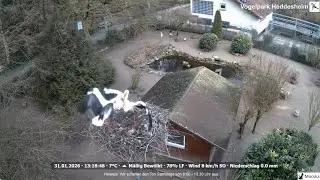 Heddesheim, DE &ndash; Ich w&uuml;rde das nicht als Nestangriff bezeichnen. Es war einfach nur ein Fremder.