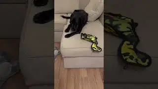 8 января 2024 г.#моменты #labrador #лабрадоры #love #мояжизнь #dog #music #song #собака