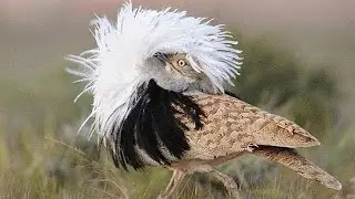 Beautiful Rare Birds|| Lovely Birds|| Beautiful Nature|| 4K Ultra HD