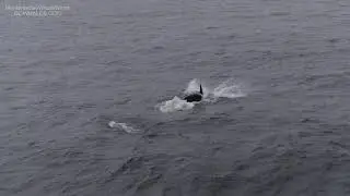 Killer Whales Hunt Dolphins!