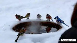 🌨️ Winter Warriors: How Birds Survive the Cold 🦅