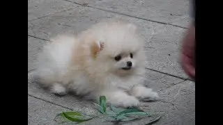 The cutest Puppy First Time Outside - Calvin the cutest Pomeranian puppy boo outside