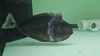 Brevirostris Unicorn Tang $999