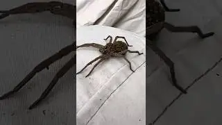 Ne tuez jamais cette araign&eacute;e !