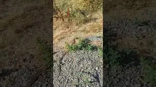 Snake in the weeds