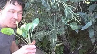 Harvesting Feijoa Fruit and Growing Vegetables in the Shade Underneath