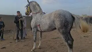 مباشرة سوق الثلاثاء الخميسات تاريخ 17/06/2025 مع خوكم عبد العالي داخل مليح و شاري موجود