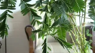 kruidje roer me niet / Mimosa Pudica