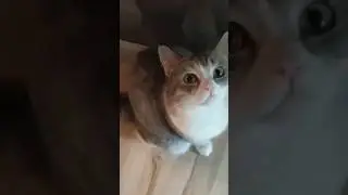 Пошли варить и креветков!