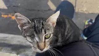 STRAY CAT LOST HER ONE EYE