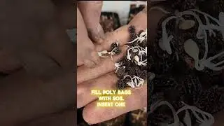 Achieve 95% Papaya Seed Germination with This Simple Method #agribuzz