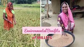 Divine Millet Movement-Environmental benefits of millets (Shayma Siddiqui)