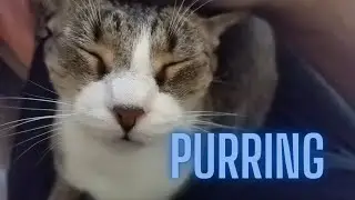 The Purring Machine
