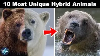10 Most Unique Hybrid Animals