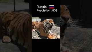 Countries with highest tiger population #viralshorts #youtubeshorts
