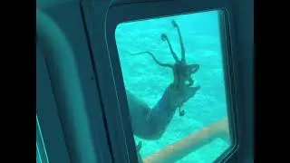 Reef Dancer Submarine Tour, Cheeseburger in Paradise, & Other Things in Lahaina, Maui