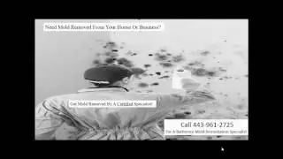 mold remediation baltimore county-443-961-2725