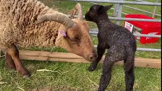 Manx Loaghtan ewe cleaning her brand new lamb (2020)