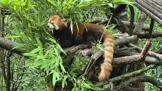 Adorable red panda in Chengdu