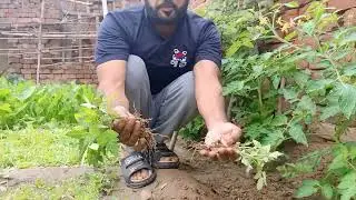 How to plant tomatoes 🍅| Tomatoes plantation explained 🧐| KH Garden