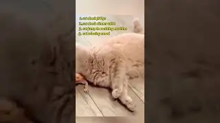 Cats vs Gravity (Gravity Won) 😂 | Funny Cat Shorts