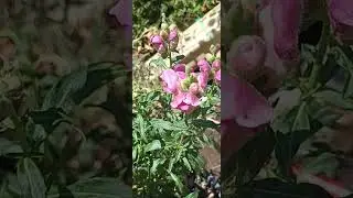 fiori bocca di leone 🦁