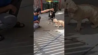 Play time with dada #telugu #love #animals #shortsfeed #shortvideo #youtubeshorts #dog #yt #funny