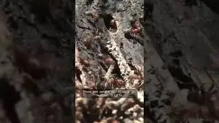 The production of queens & males, the reproductive ants of a colony, is a highly synchronized event