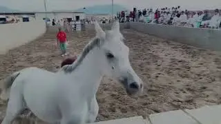 مراد مربط الف قاسي مكة المكرمه :المغمس