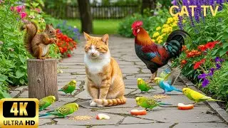 Cat TV Red Squirrel & Parakeets 🌿🐿️🐦 Calm Nature Garden Forest Stream 4 Hours 4K | Nature Friends
