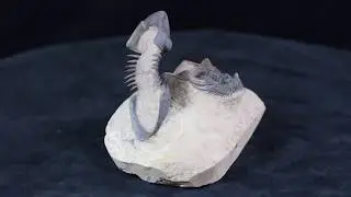 Aesthetic Paralejurus & Leonaspis Trilobite Association - Item#48484