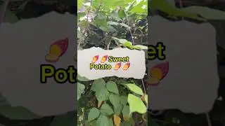 🍠🍠 Sweet Potato 🍠 #vinoshots #minivlog #garden #avarakkai #sweetpotato #home
