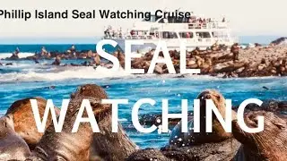Seal Watching || Seal Watching Cruise || Phillip Island