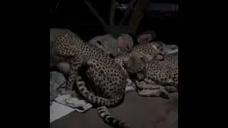 Group of Cheetahs Sleep & Cuddle With a Man