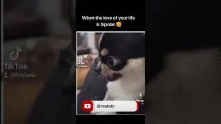 Toxic Relationship 🐶🤣 #fyp #viral #linqbabi #comedian #funnyanimal #dog #toxic #bipolar #loveisblind