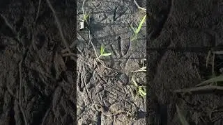 Huge Bird Footprints in the Mud