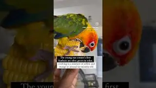 How sun conure colouration changes #dailyshorts #parrot #cockatiel #conurecare #conuretraining