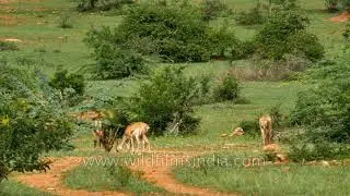 Female Blackbucks grazing inside Jayamangali Blackbuck Reserve