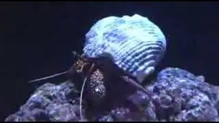 Red Hermit Crab
