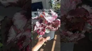 How to propagate your begonia leaf to make a new begonia baby. #propagate #begonia #plants #plant101