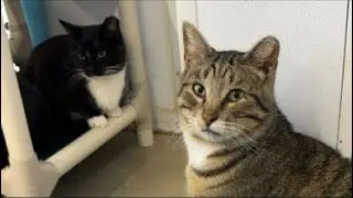 Patience isn’t part of Furball vocabulary